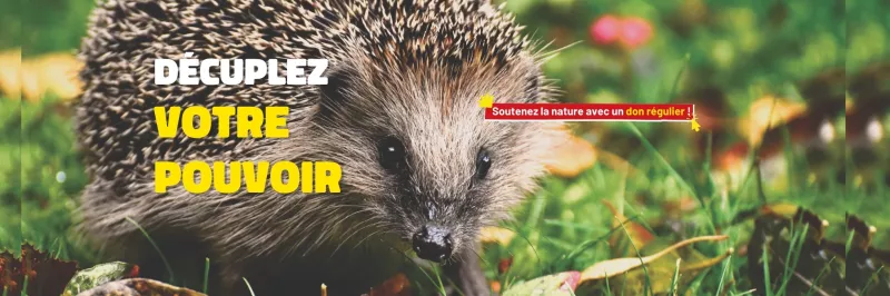 Hérisson avec texte Décuplez votre pouvoir