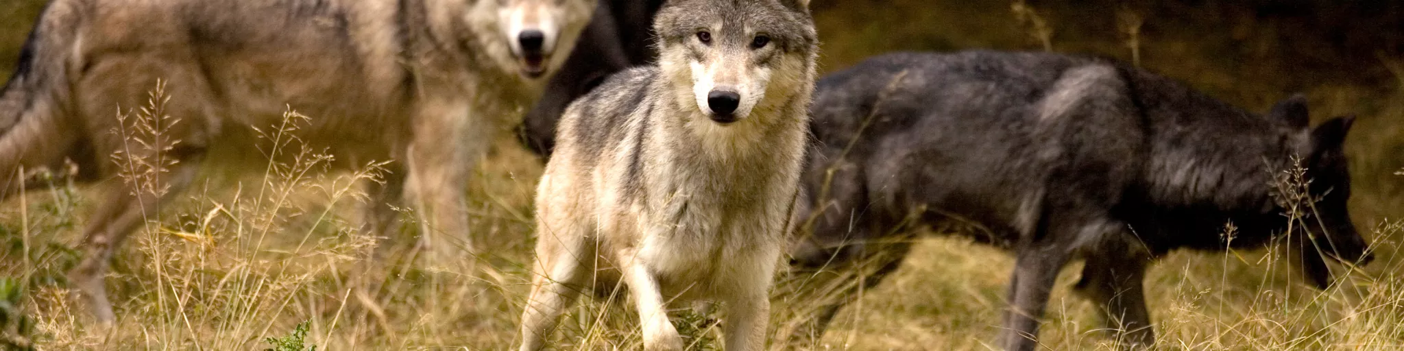 Photo de 4 loups avec le logo FNE Pays de la Loire.
