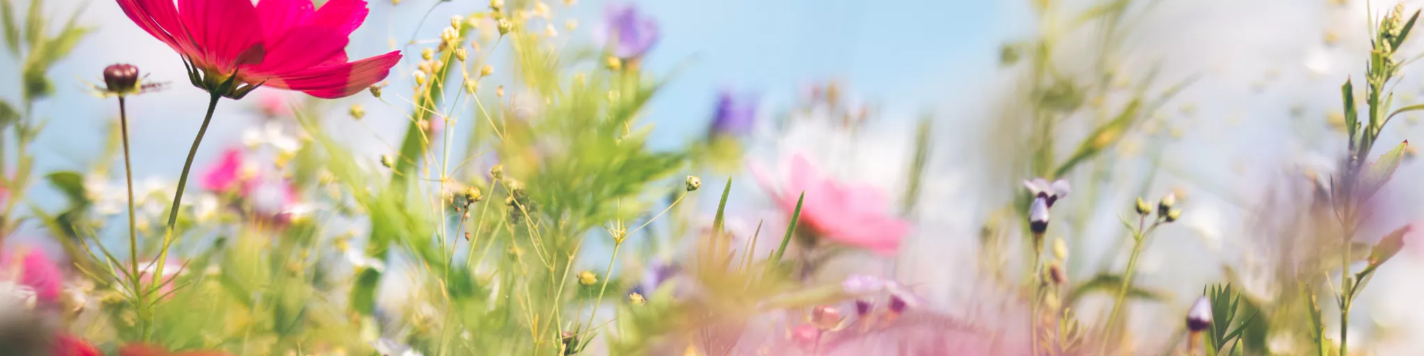 Fleurs, avec le logo FNE.