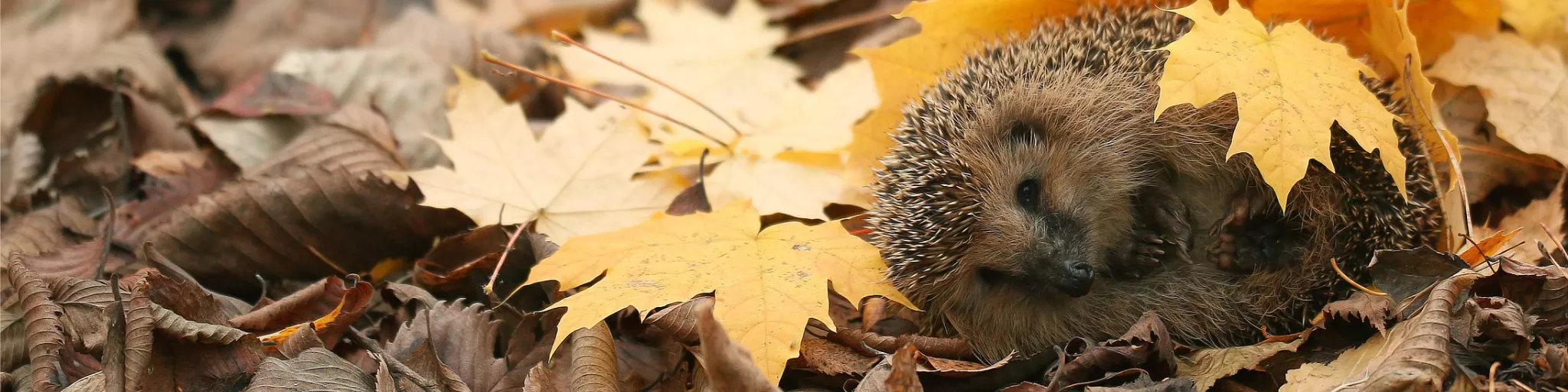 Hérisson dans les feuilles d'automne