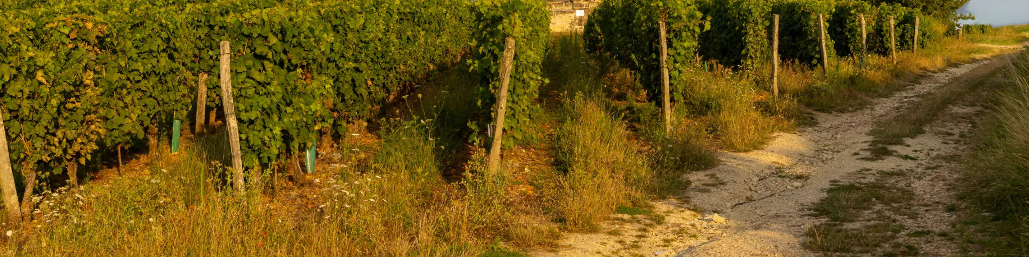 Photo de vignes en premier plan et d'un vieux moulin et d'un arbre en arrière plan.
