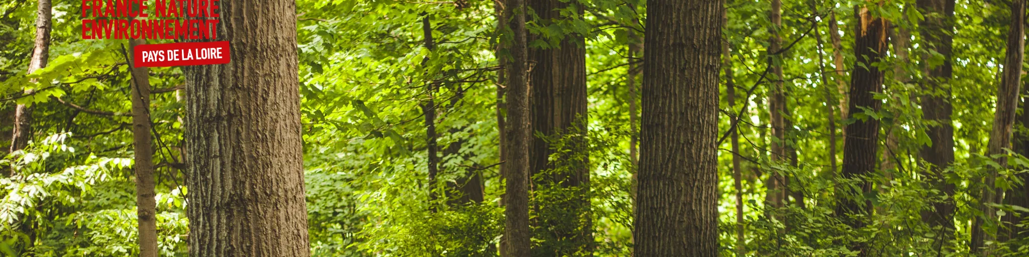 Forêt