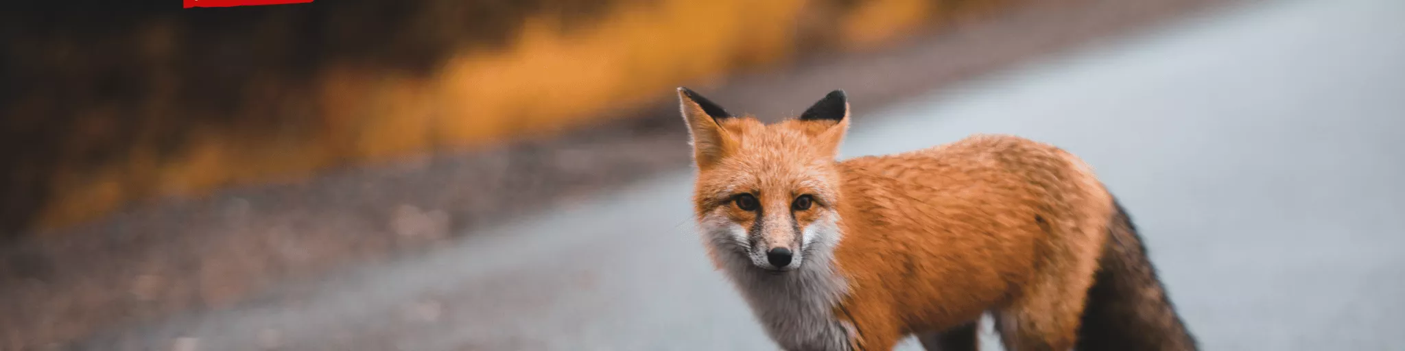 Photo d'un renard roux qui marche sur une route goudronnée. Logo de FNE Pays de la Loire en haut à gauche.