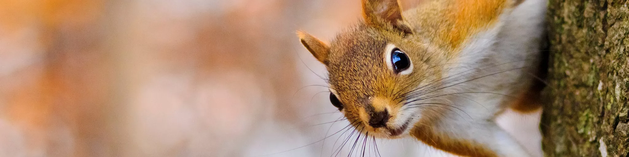 Photo d'un écureuil roux accroché à un arbre. Avec le logo FNE.