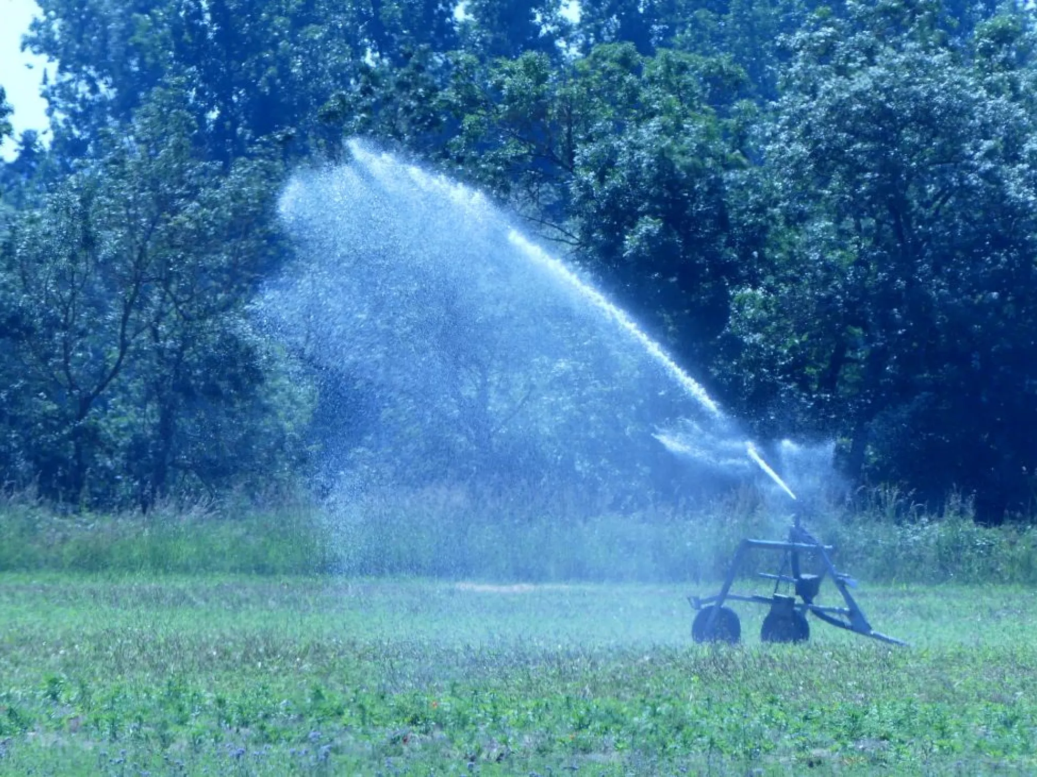irrigation