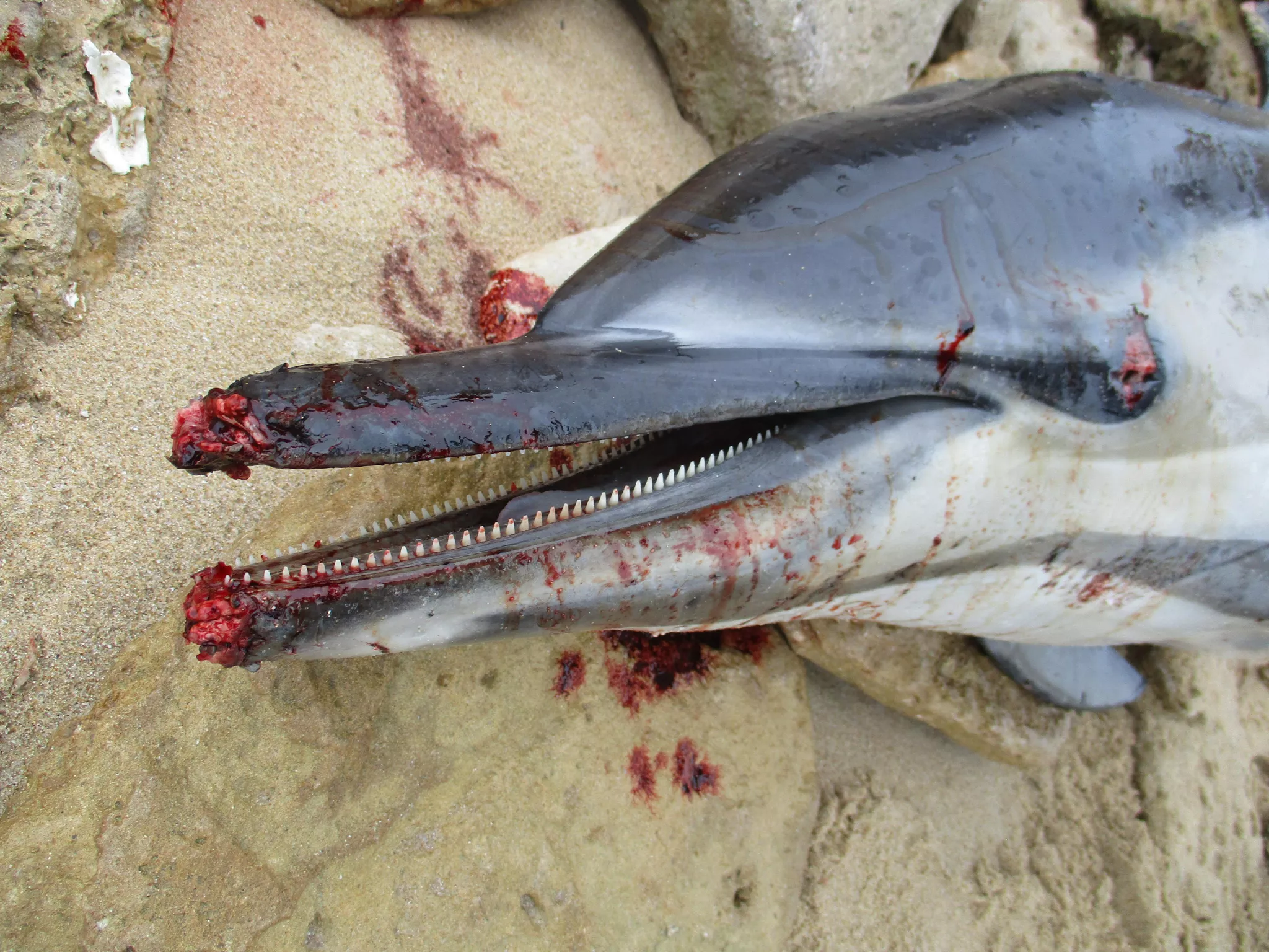 Dauphin échoué sur une plage et portant des traces de blessure par un enfin de pêche
