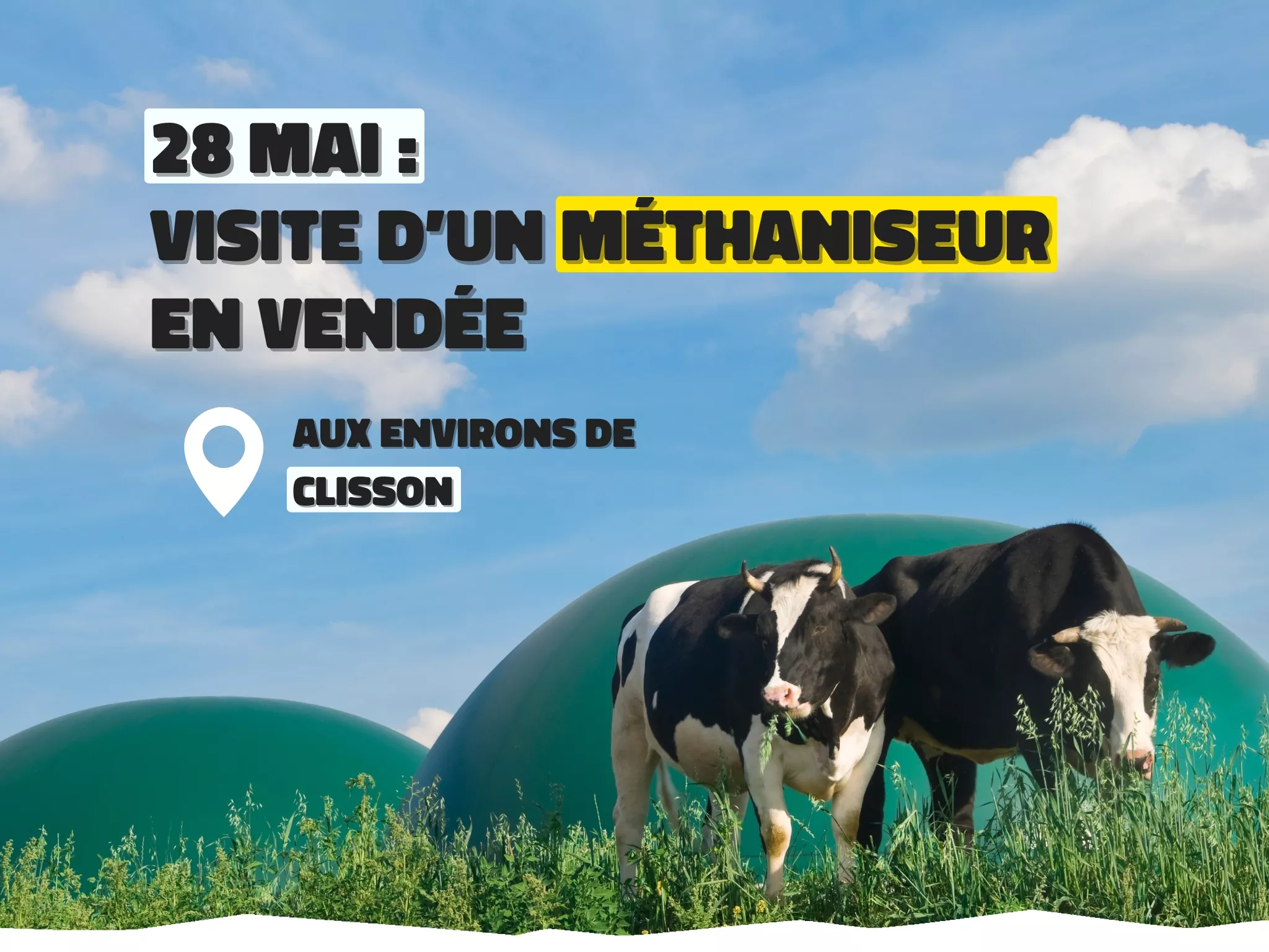 Photo de 2 vaches devant 2 domes de méthaniseur. 28 mai : visite d'un méthaniseur en Vendée, aux environs de Clisson.