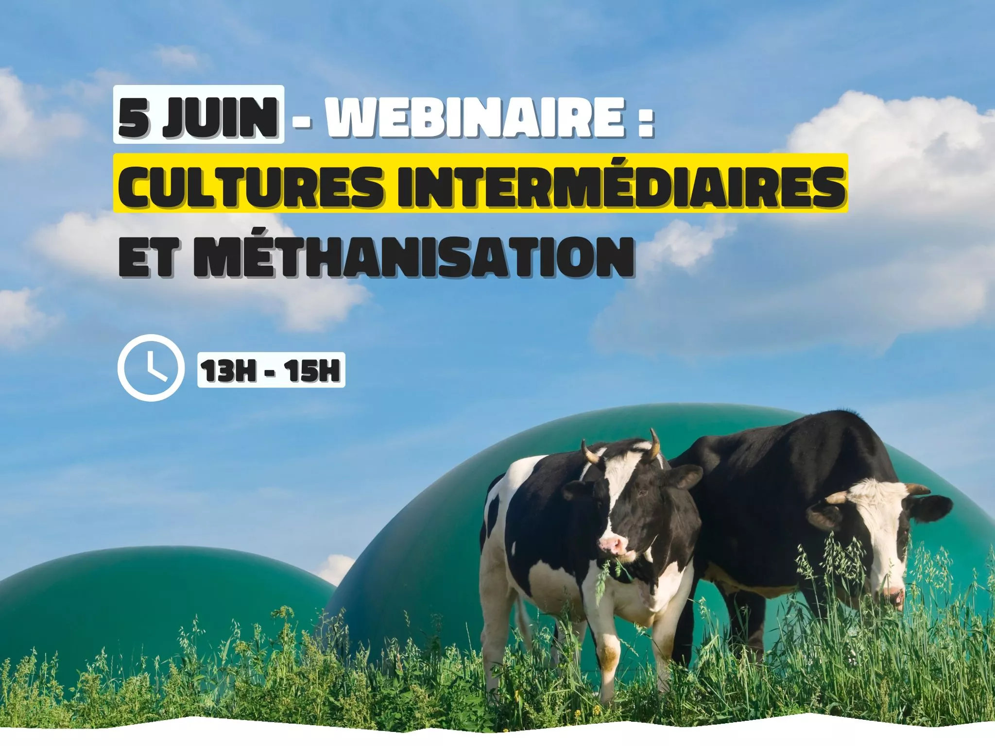 Photo de 2 vaches devant 2 domes de méthaniseur. 5 juin - webinaire : cultures intermédiaires et méthanisation. 13h-15h.