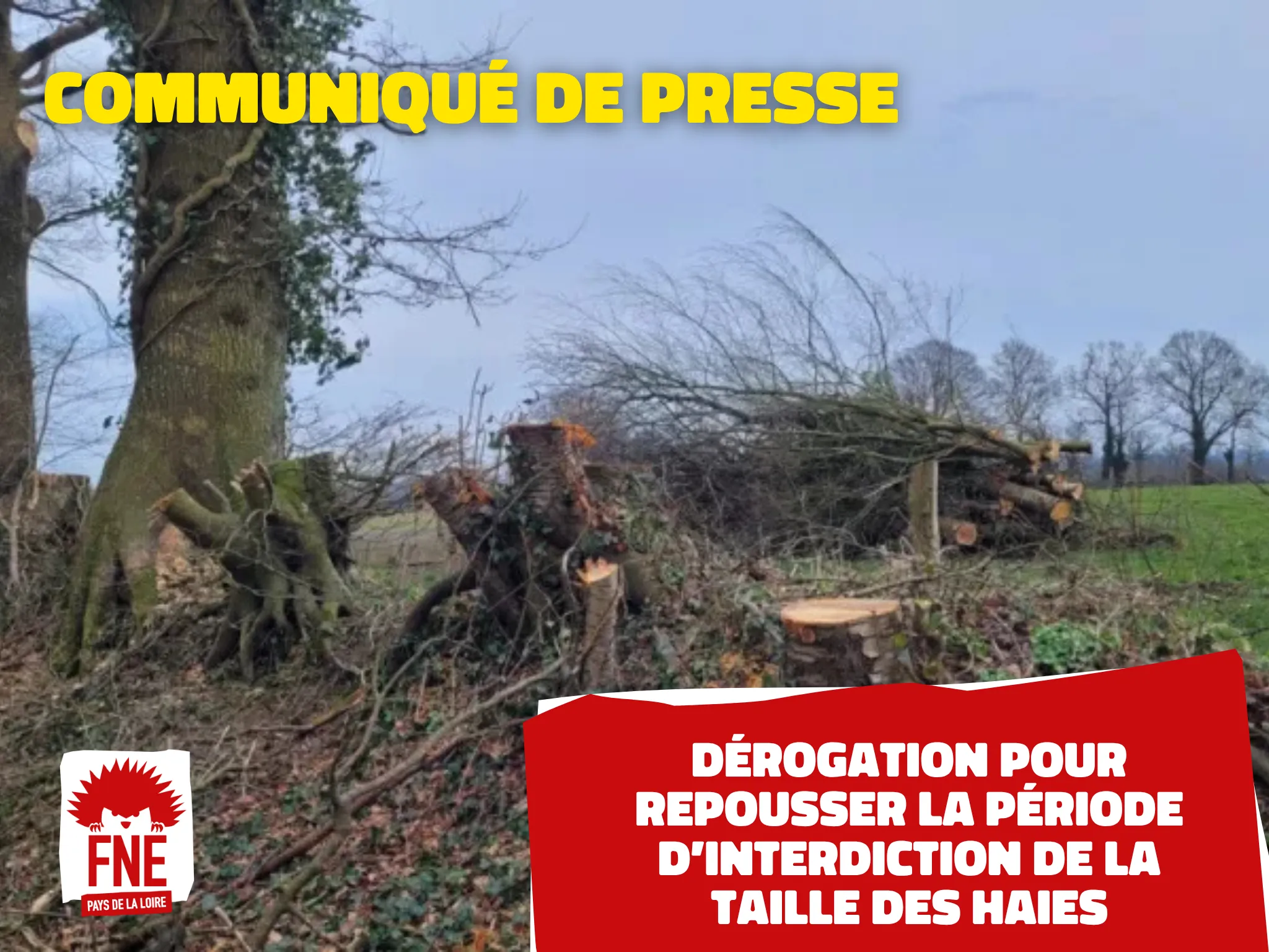 Photo d'une haie taillée