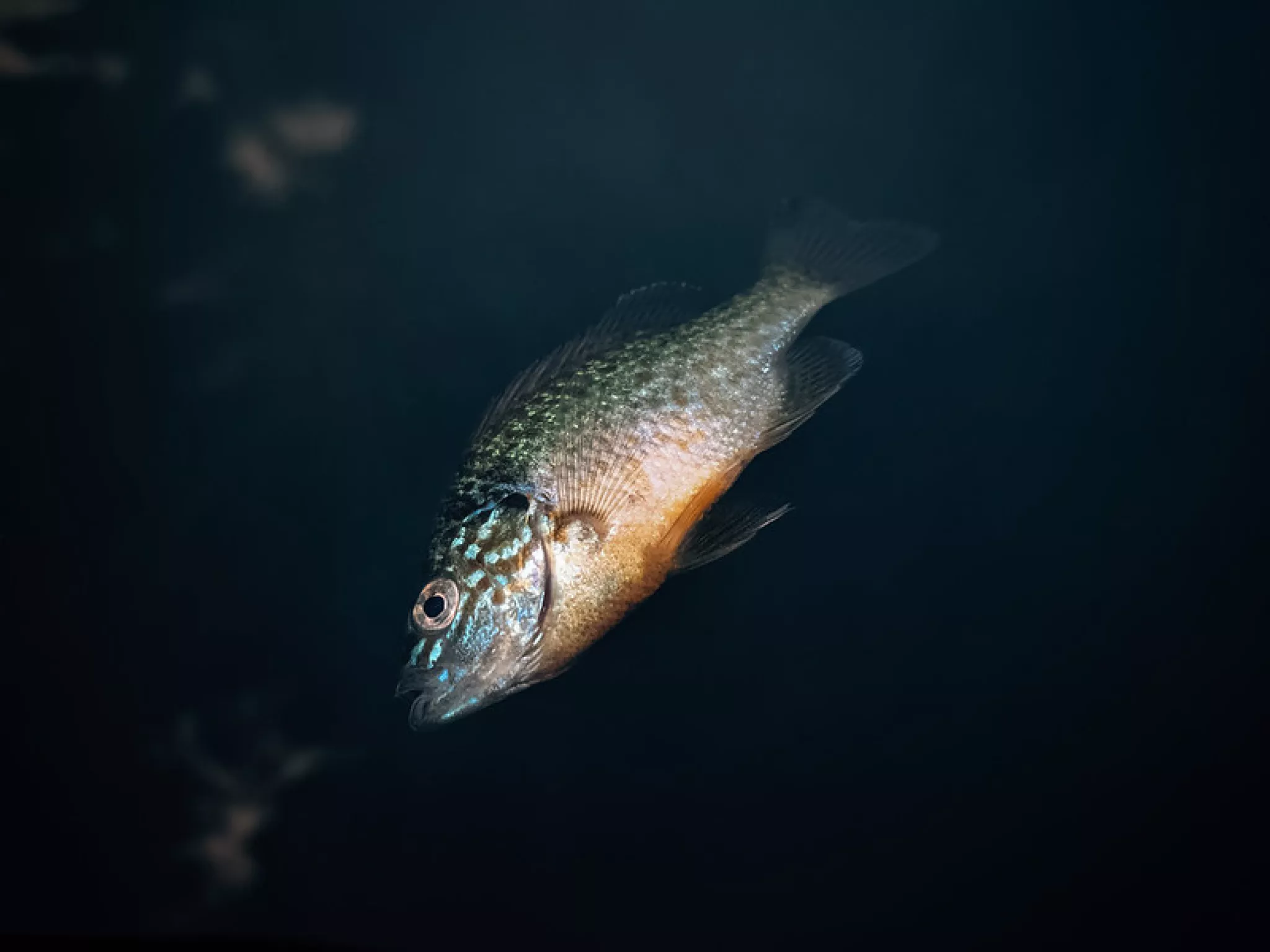 Photographie d’illustration – Crédits : Ivan Radic – License Creative Commons Poisson mort flottant dans un cours d'eau