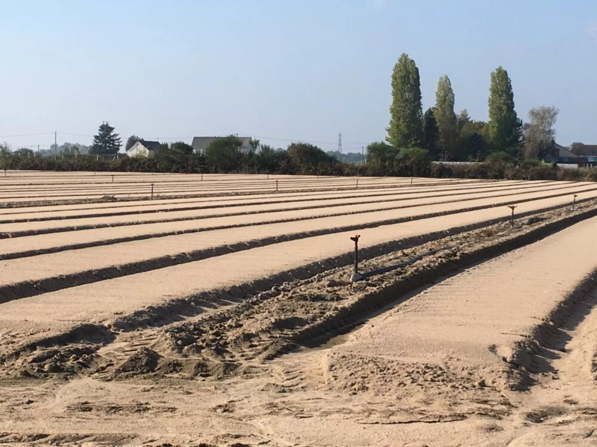 Champ de production de mâche traité au metam-sodium