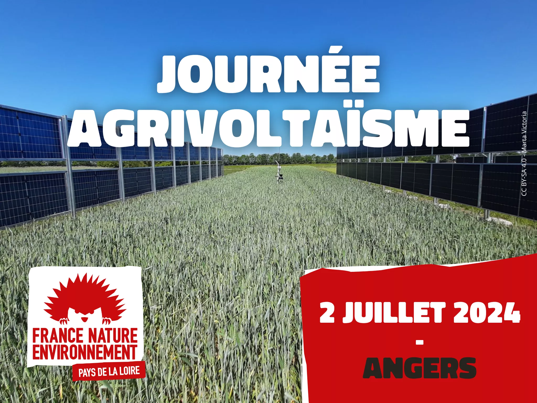 Champ avec une culture de céréale et des panneaux photovoltaïque à la verticale. Journée agrivoltaïsme. 2 juillet 2024 - Angers. FNE Pays de la Loire.