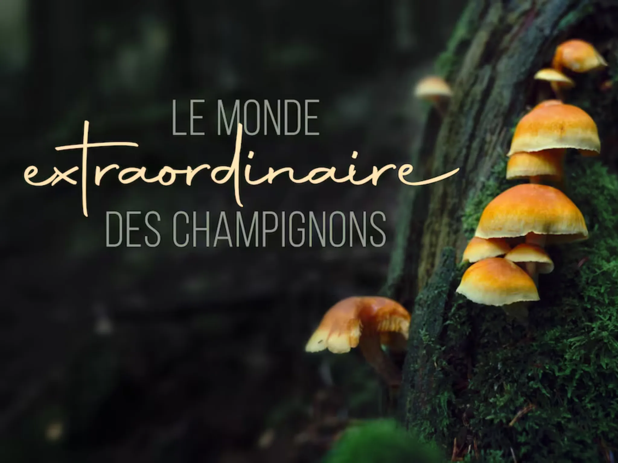 Ciné-débat "Le monde extraordinnaires des champignons” - Moncé en Belin (72)