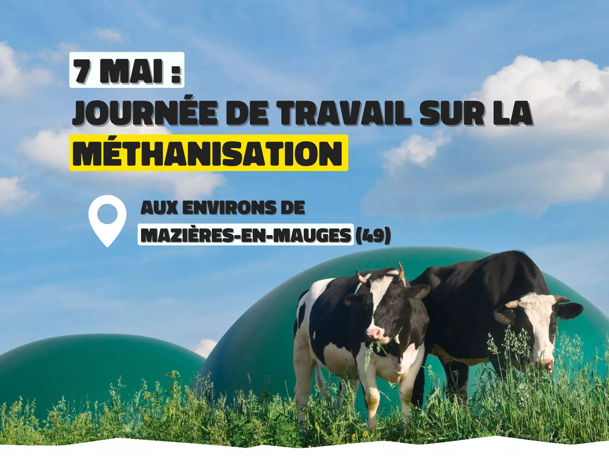 Photo de 2 vaches devant 2 domes de méthaniseur. 7 mai : journée de travail sur la méthanisation, aux environs de Mazières-en-Mauges (49).