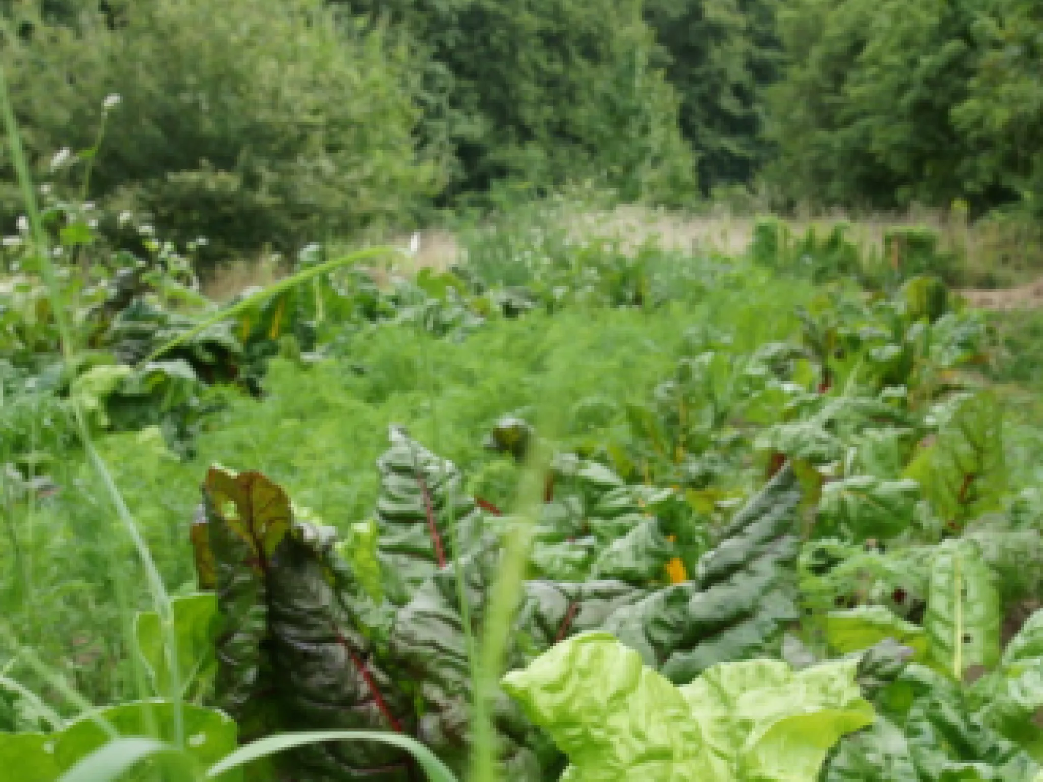 Visite d’un site de permaculture à Jupilles Visite d’un site de permaculture à Jupilles