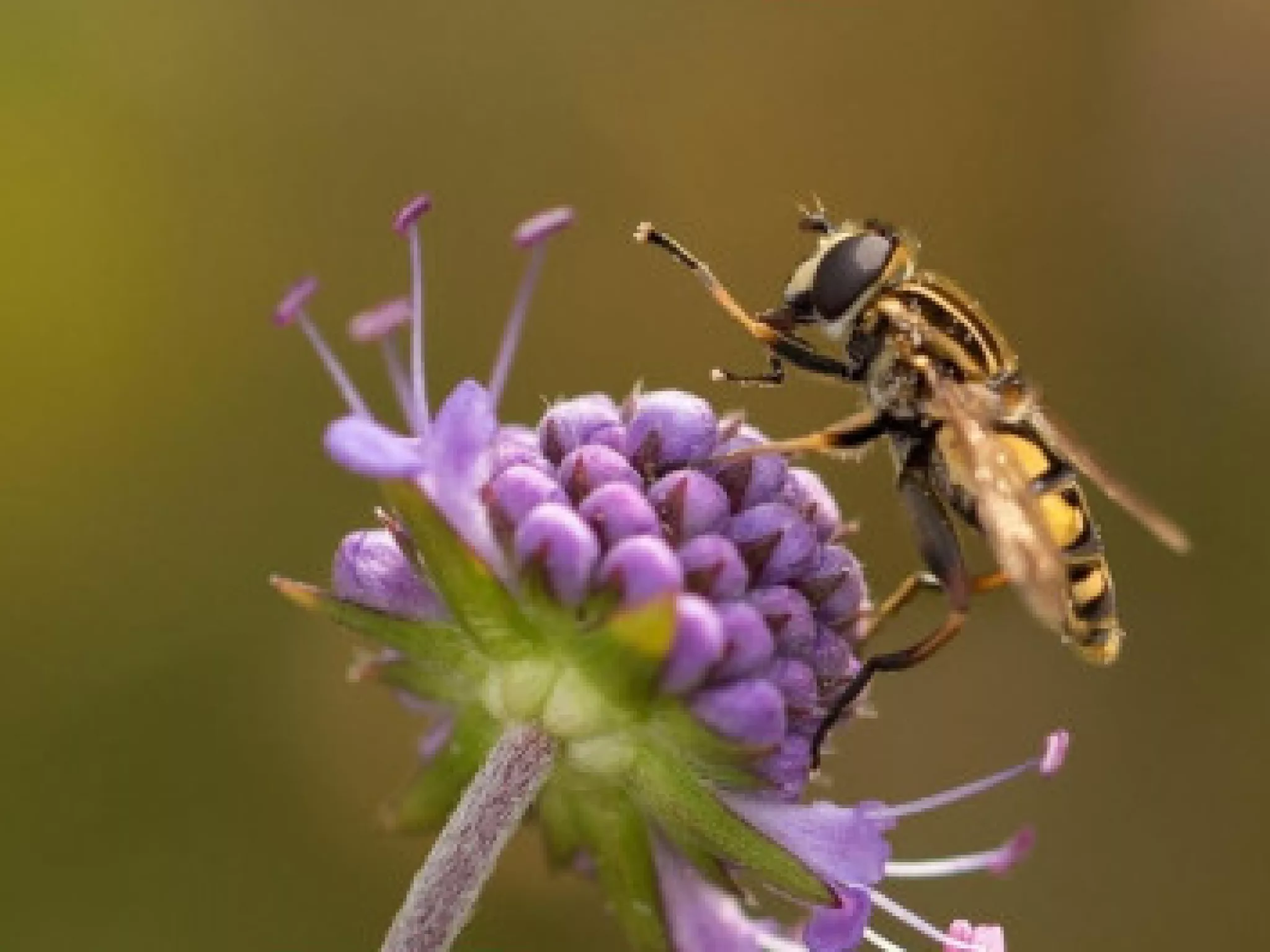 Visite de site « Biodiversité en ville » - La Flèche