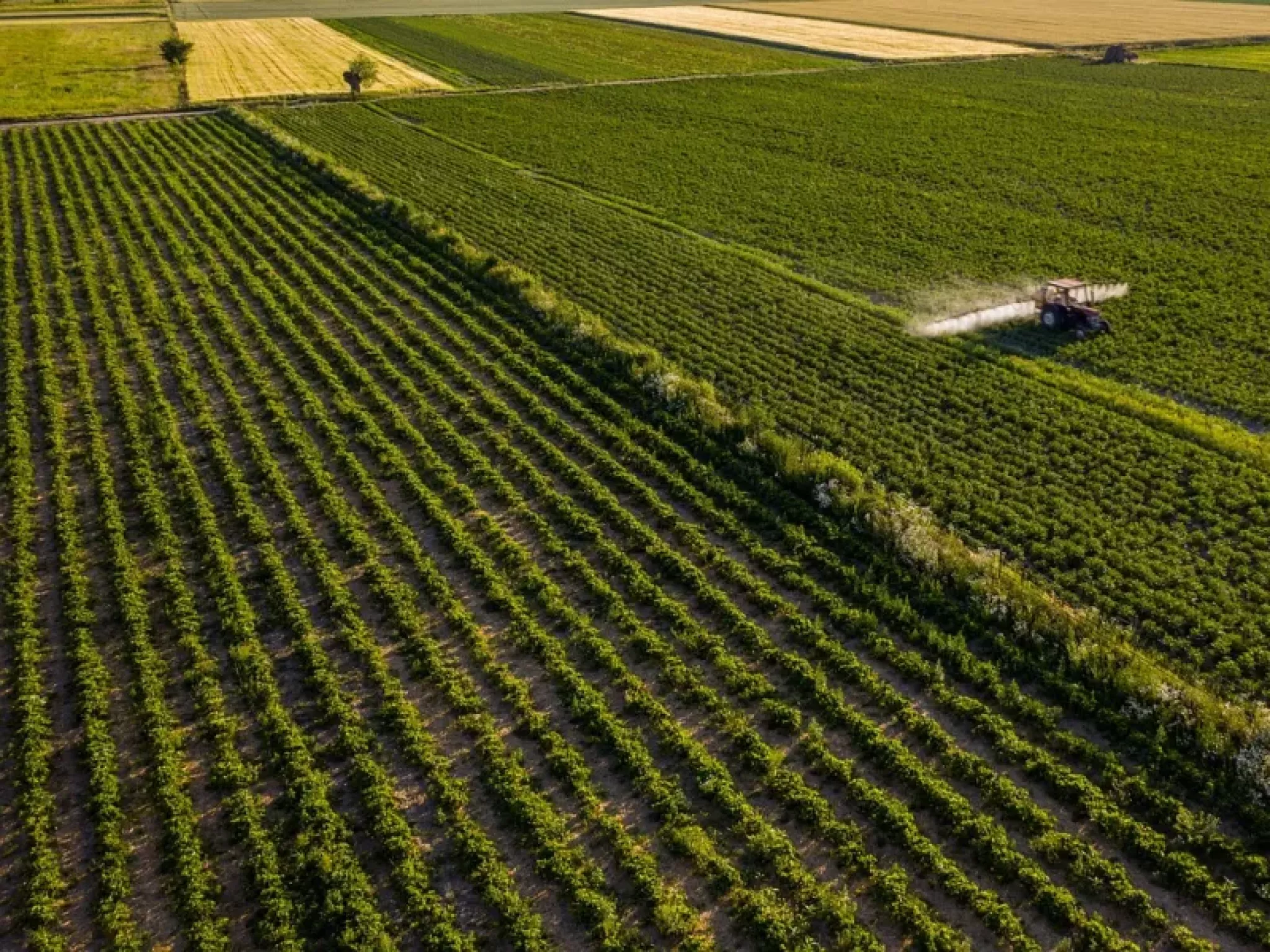 Champ traité aux pesticides