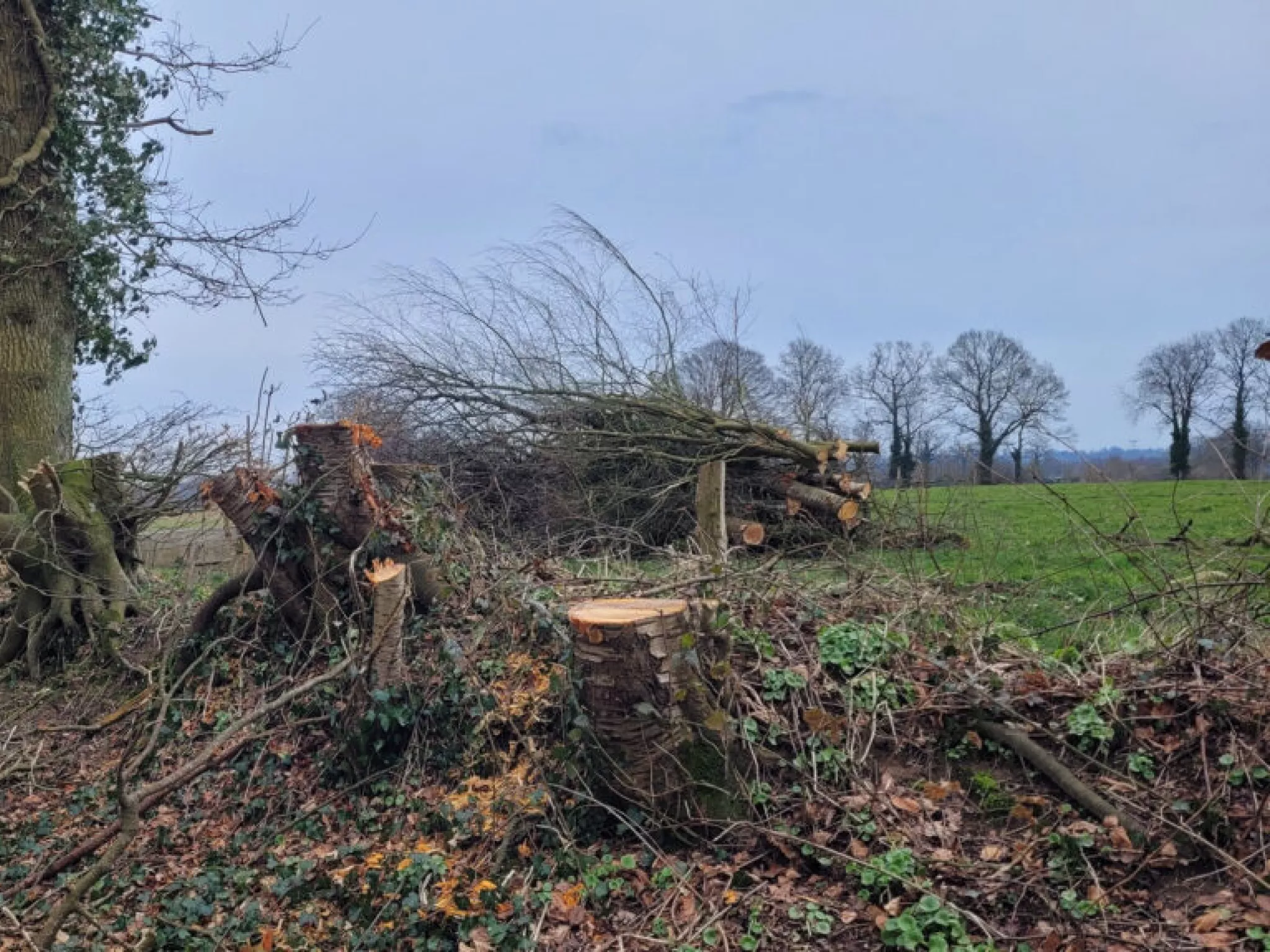 Photo d'une haie taillée