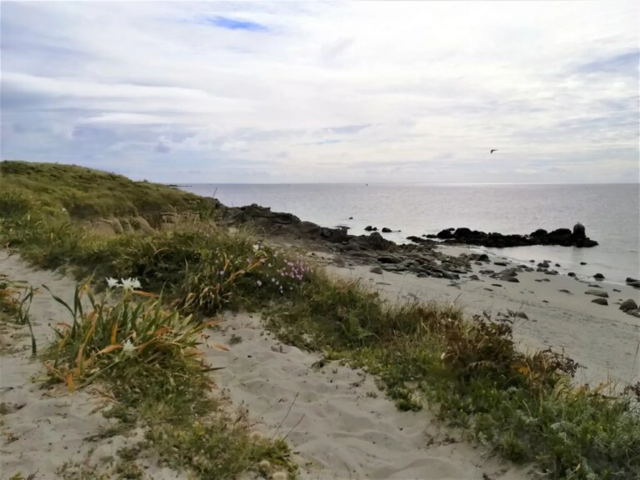bord de plage dune avec végétation