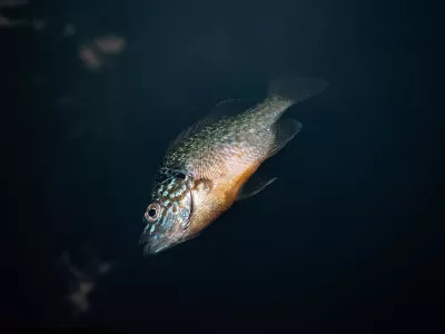 Poisson mort flottant dans un cours d'eau