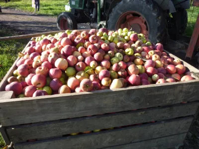 Récolte de pommes