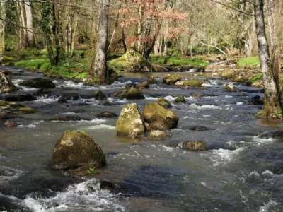 Rivière au milieu d'une forêt