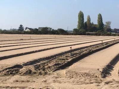 Champ de production de mâche traité au metam-sodium