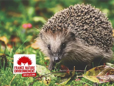 Hérisson avec le logo de FNE Pays de la Loire