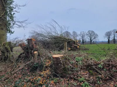 Photo d'une haie taillée