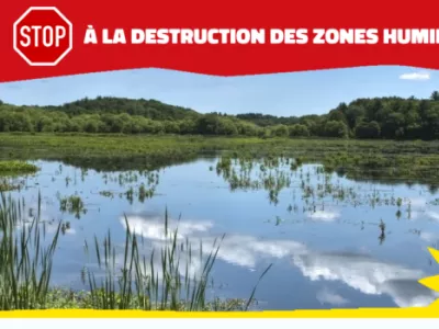 étendue d'eau reflet du ciel arbres