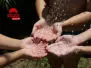 3 paires de mains ouvertes qui reçoivent de l'eau, avec le logo de FNE Pays de la Loire.