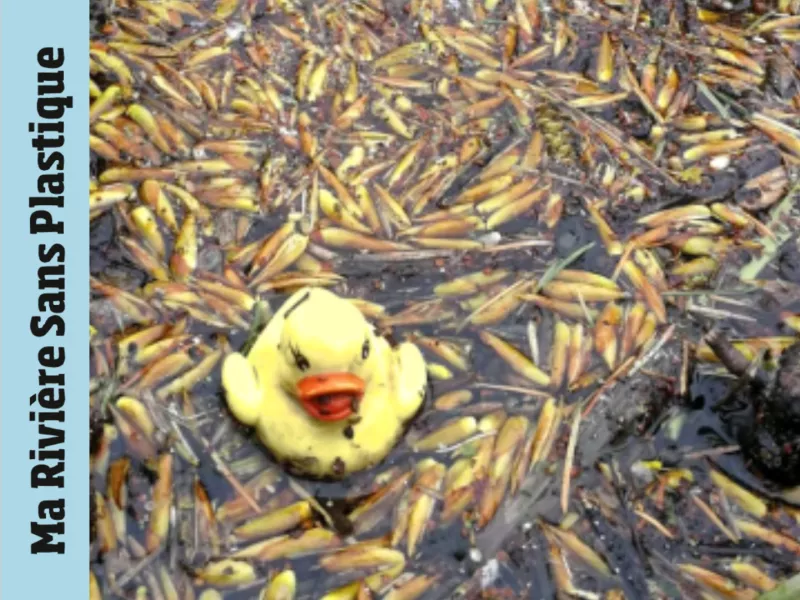 canard en plastique sur les bords d'une rivière