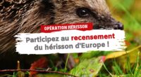 En 2018, la fédération régionale FNE 25-90 a lancé une première opération de recensement du hérisson d’Europe dans le Doubs et le Territoire de Belfort. Cette opération est cette année […]