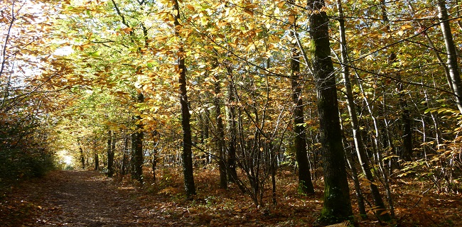 FNE a publié en 2012 une plaquette d’information sur la gestion durable de la forêt en forêt publique. Cette plaquette a été réalisé avec le concours de l’ONF. Pour télécharger […]