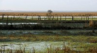 Dans les cartons depuis quelques années, le projet de création d’une Réserve Naturelle Nationale dans l’estuaire de la Loire en est ressorti sur l’impulsion de la Ministre de l’Écologie. Le […]
